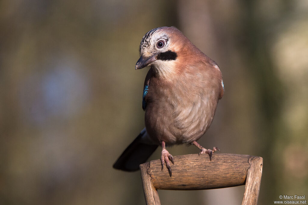 Eurasian Jayadult, identification