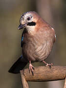 Eurasian Jay