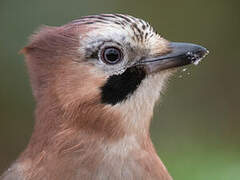 Eurasian Jay