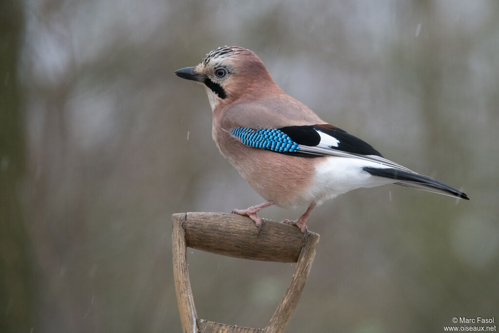 Eurasian Jayadult, identification