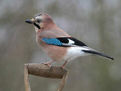 Eurasian Jay