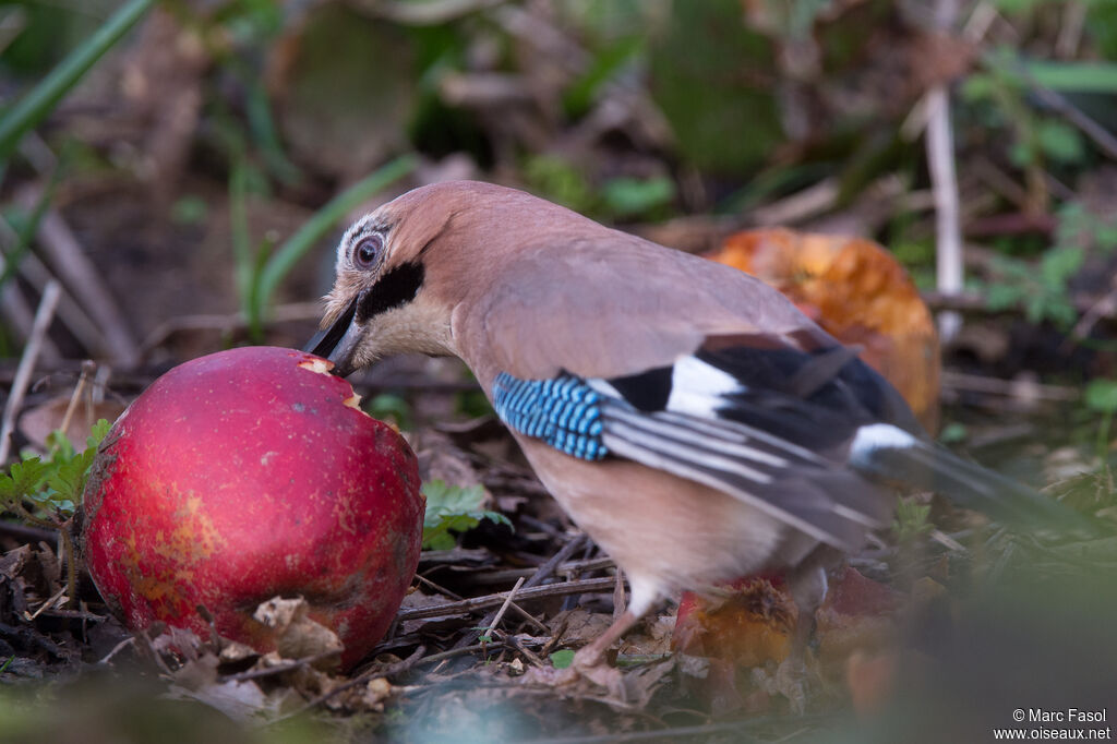 Geai des chênesadulte, identification, mange