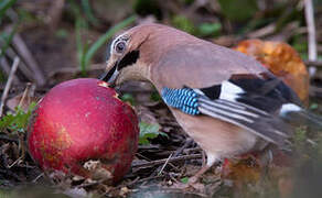 Eurasian Jay