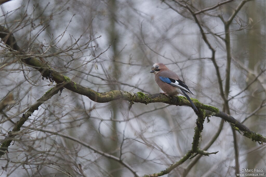 Geai des chênes, identification