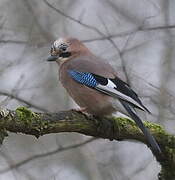 Eurasian Jay