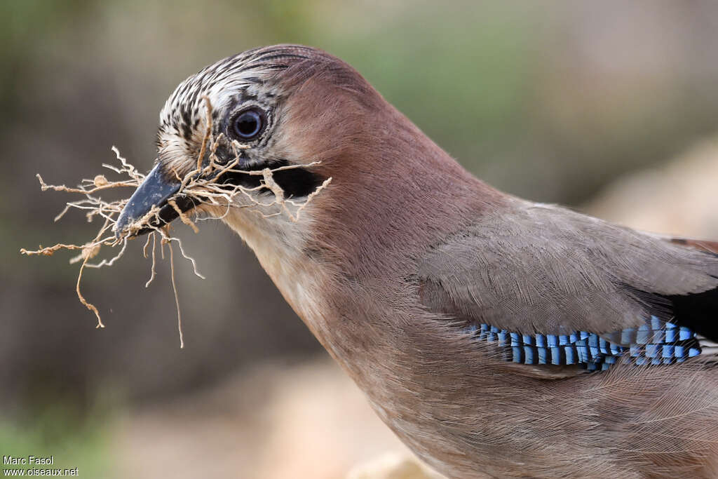 Eurasian Jayadult breeding, close-up portrait, Reproduction-nesting