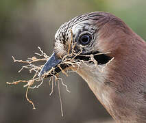 Eurasian Jay