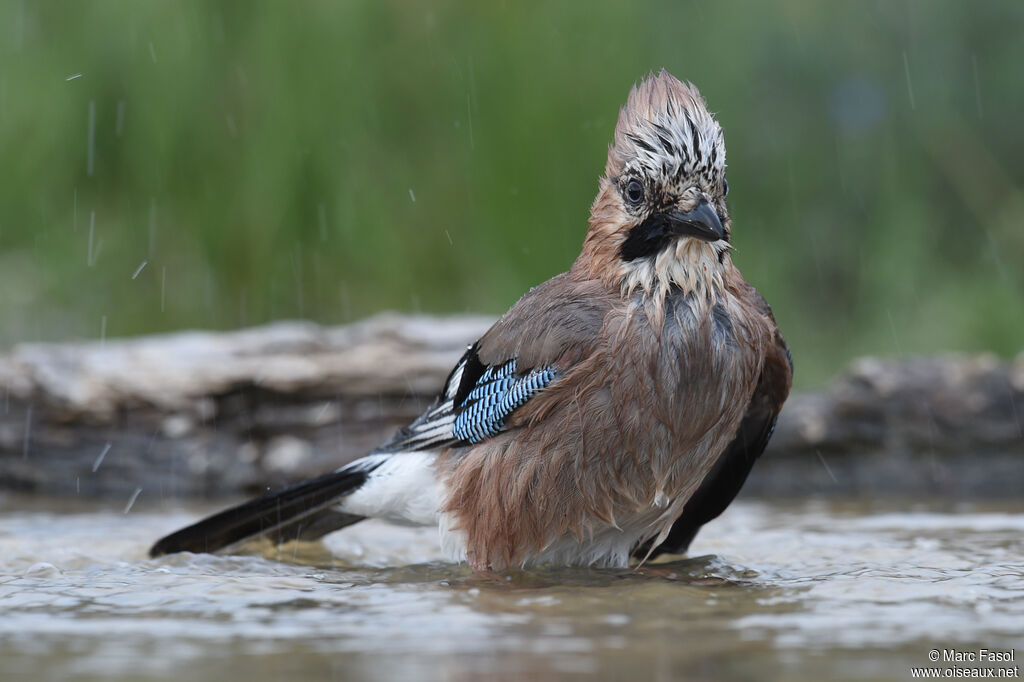 Eurasian Jayadult breeding, care, Behaviour