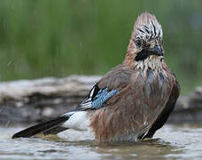 Eurasian Jay