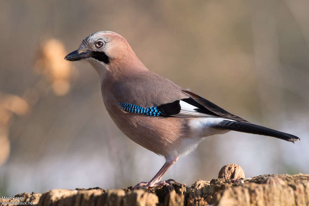 Geai des chênesadulte, identification