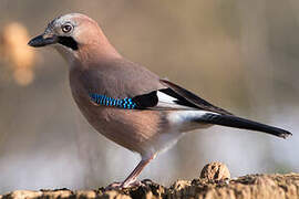 Eurasian Jay