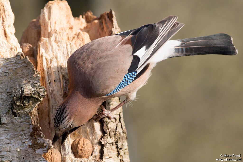 Eurasian Jayadult, feeding habits