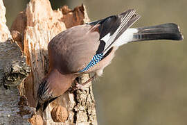 Eurasian Jay