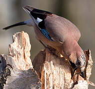 Eurasian Jay