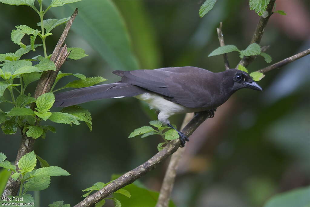 Brown Jayadult, Behaviour