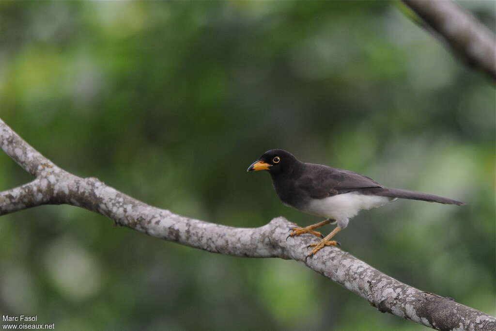 Brown Jayjuvenile