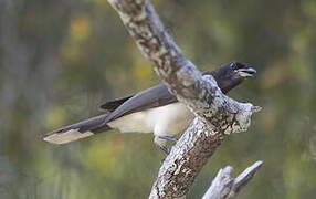 Brown Jay