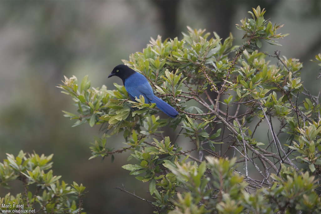 Bushy-crested Jayadult breeding, identification