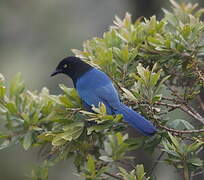 Bushy-crested Jay