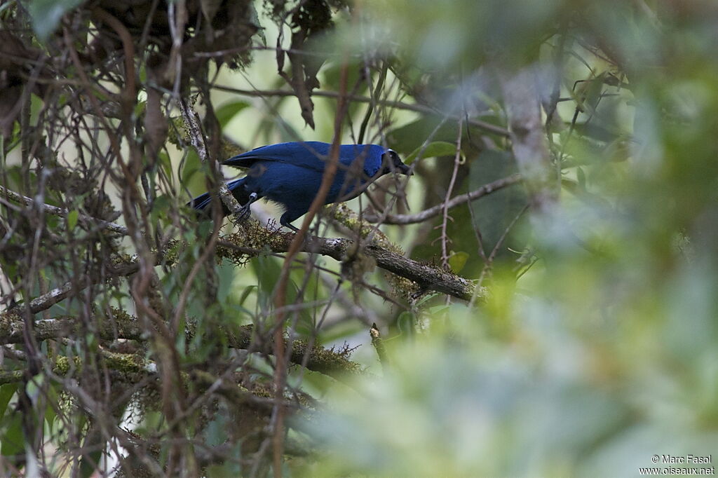 White-collared Jayadult, identification, Behaviour