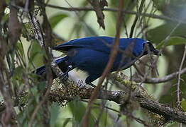 White-collared Jay