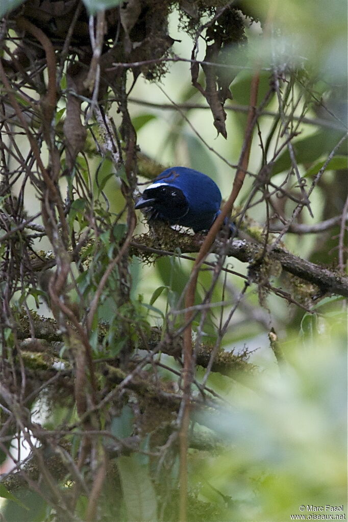 White-collared Jayadult, identification, Behaviour