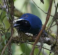 White-collared Jay