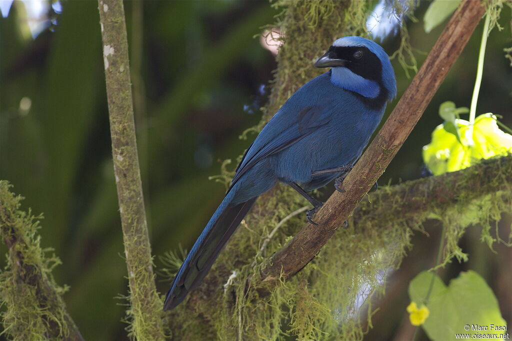 Turquoise Jayadult, Behaviour