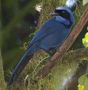 Turquoise Jay