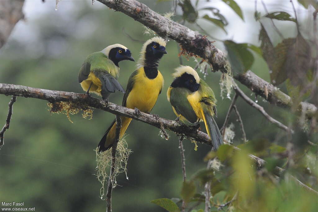 Inca Jayadult, Behaviour