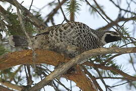 Hazel Grouse