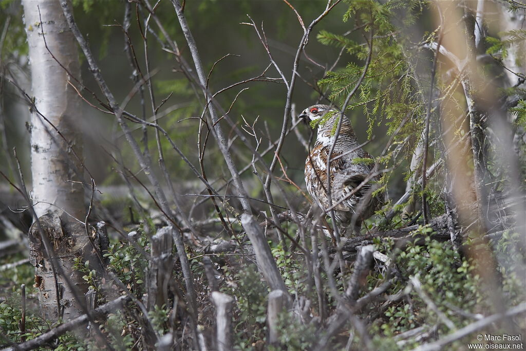 Gélinotte des bois mâle adulte nuptial, identification, Comportement