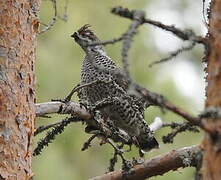 Hazel Grouse