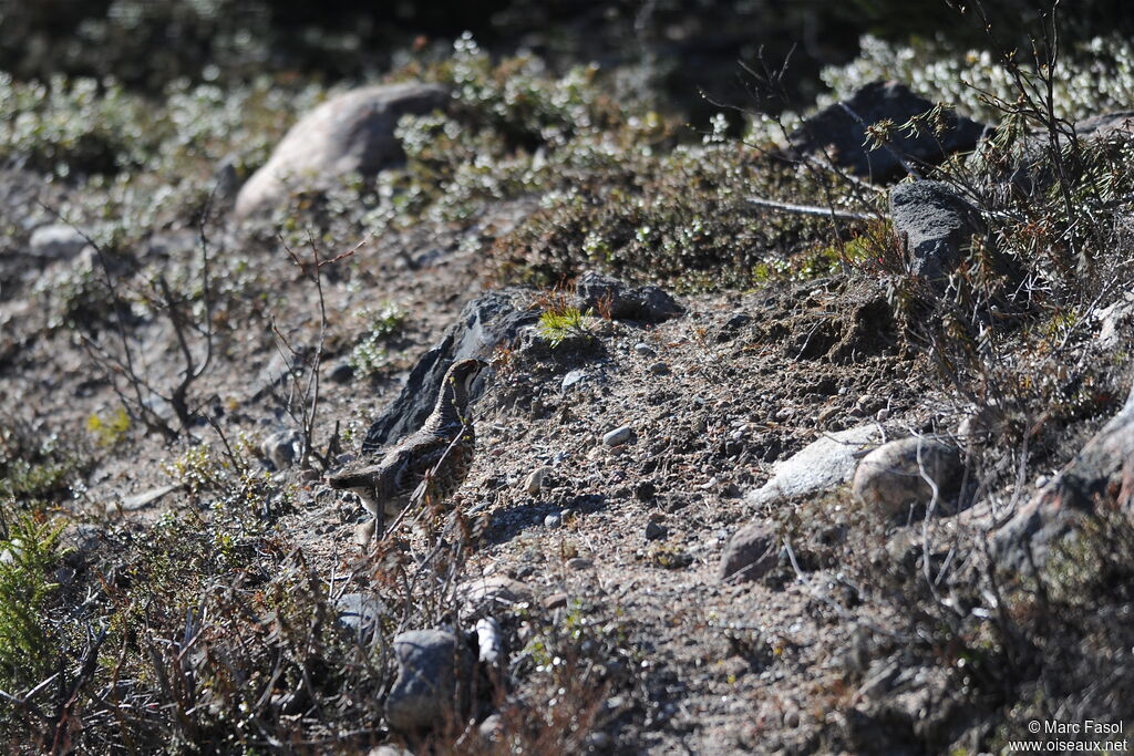 Hazel Grouse male adult breeding, Behaviour