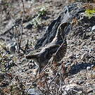 Gélinotte des bois