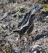 Hazel Grouse