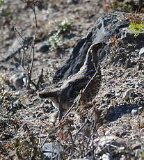 Gélinotte des bois