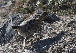 Hazel Grouse