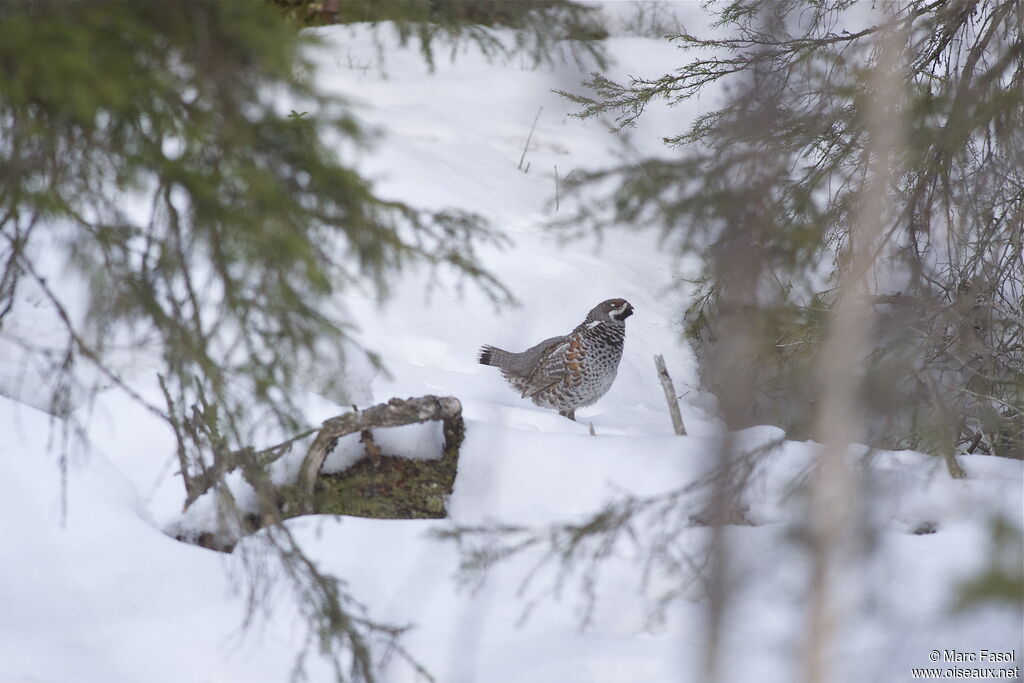 Hazel Grouse male adult breeding, identification, Behaviour