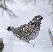 Hazel Grouse