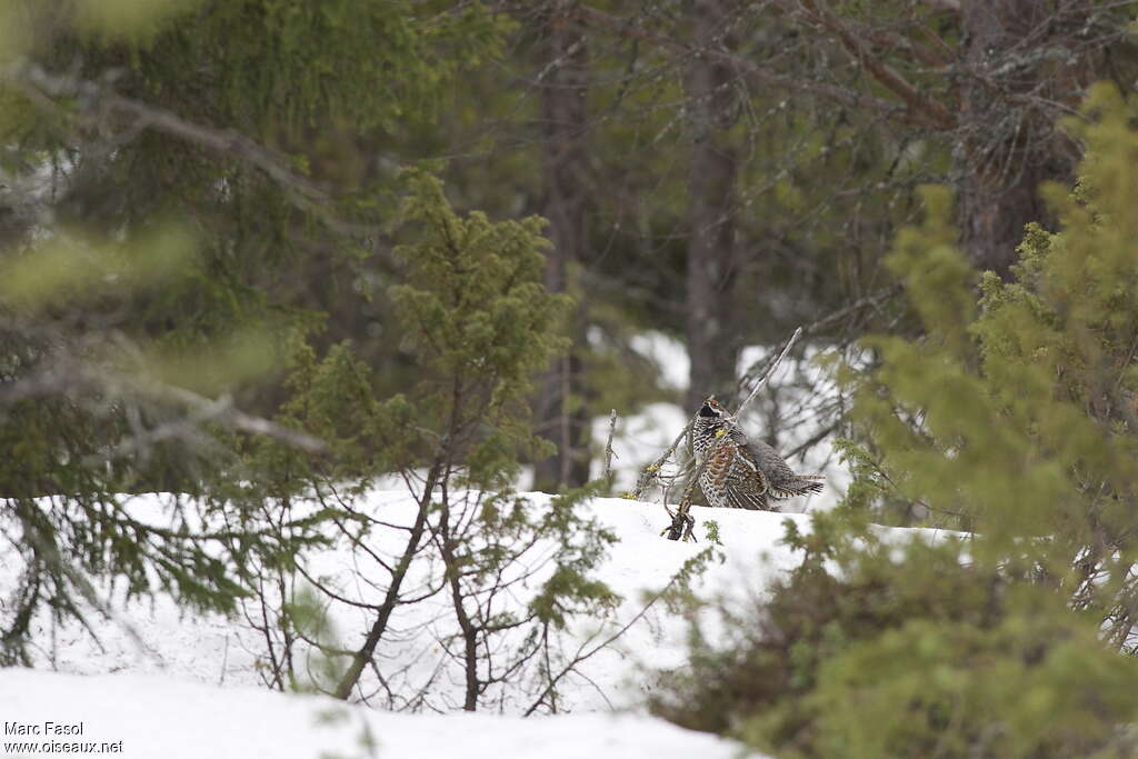 Gélinotte des bois mâle adulte, habitat, parade, Nidification