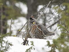 Hazel Grouse