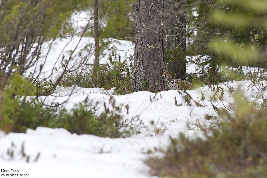 Hazel Grouse female adult breeding, habitat, camouflage, walking, Behaviour