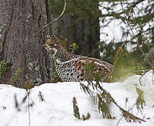 Gélinotte des bois