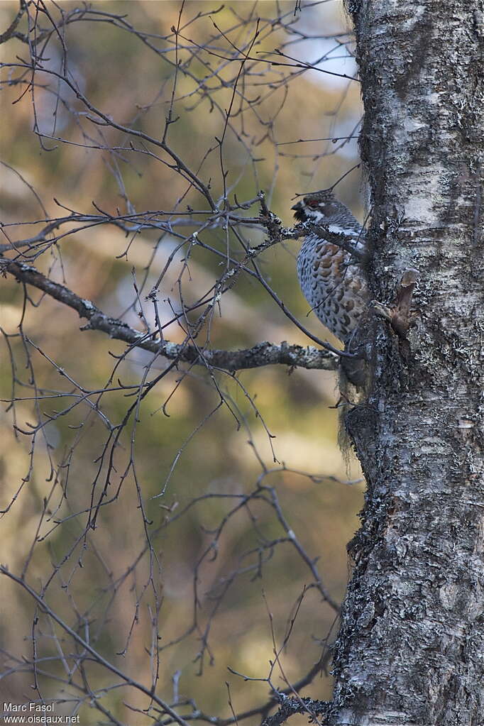 Hazel Grouse male adult breeding, habitat, camouflage