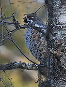 Hazel Grouse