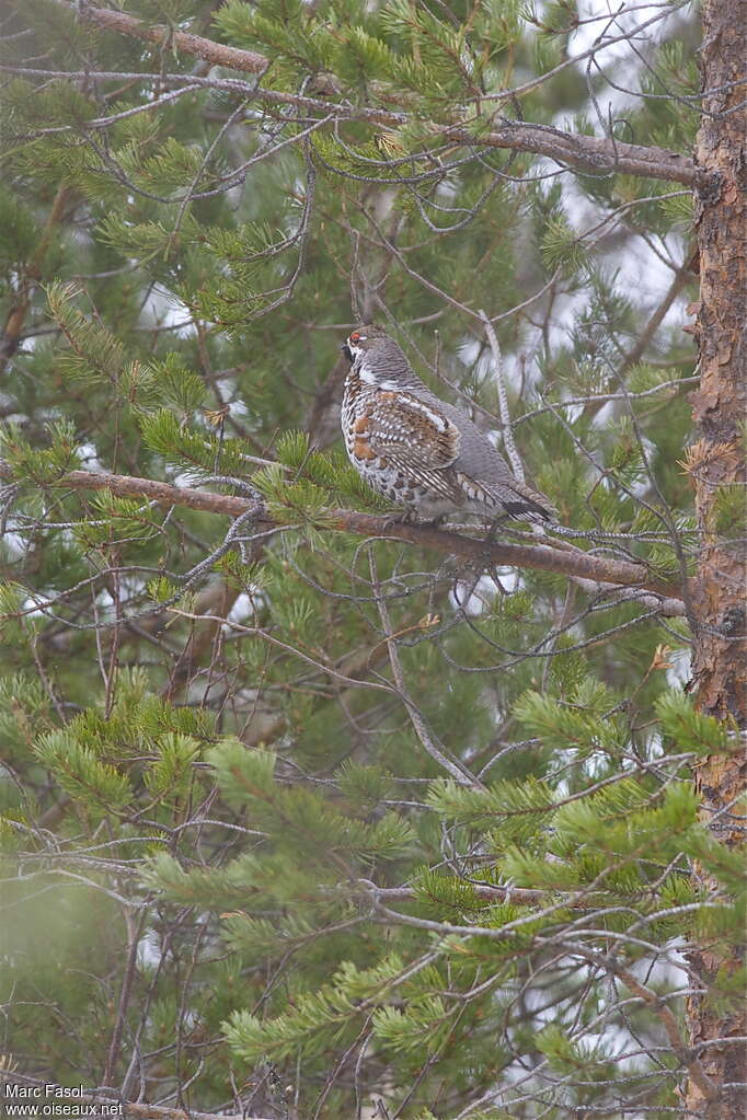 Hazel Grouse male adult breeding, Behaviour