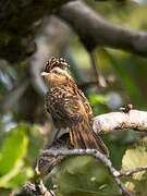 Striped Cuckoo