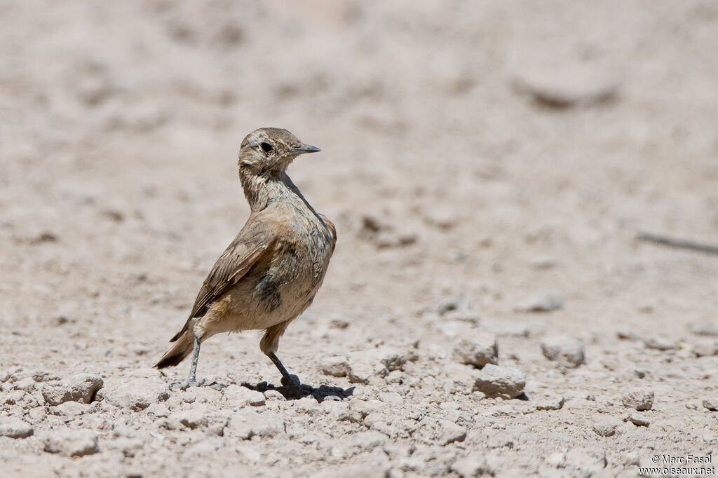 Rufous-banded Mineradult, identification, walking