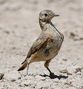 Rufous-banded Miner